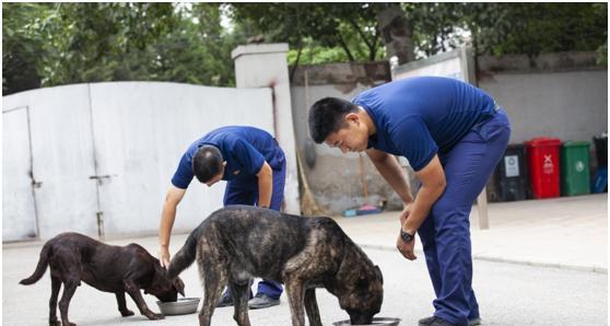 《明日之后忠犬出装攻略最新》（忠犬出装攻略一览，助你在明日之后游戏中脱颖而出）-第3张图片-游技攻略库